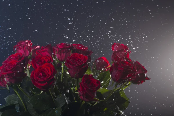 Czerwone róże z wodą rozpryskową są na kolorowym tle — Zdjęcie stockowe