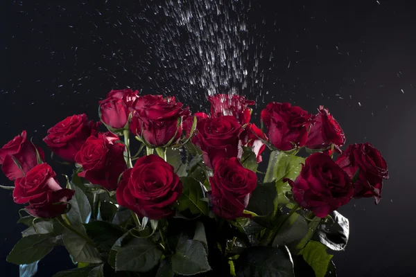 Red roses with water splashes on dark background — Stock Photo, Image