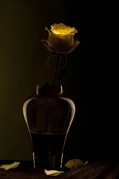 Rosa amarela no vaso — Fotografia de Stock