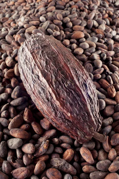 Grano de cacao sobre un fondo de granos de cacao —  Fotos de Stock