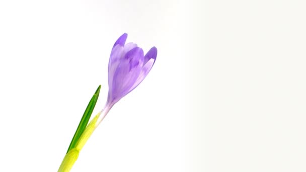 Fleur de crocus timelapse 