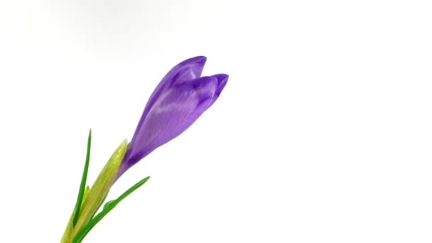 Crocus florescendo Timelapse — Vídeo de Stock