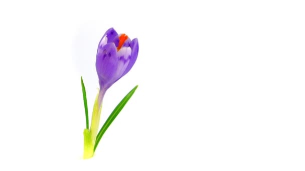 Crocus florescendo Timelapse — Vídeo de Stock