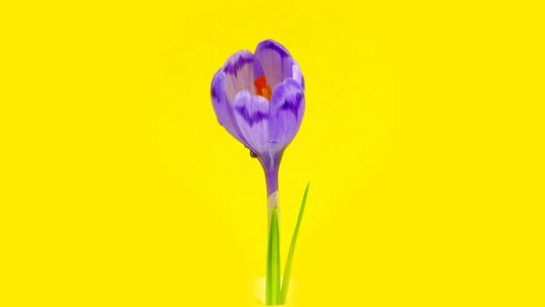 Crocus florescendo Timelapse — Vídeo de Stock