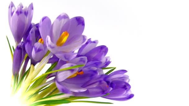 Timelapse blooming crocuses — Stock Video