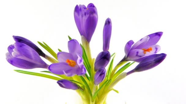 Timelapse blooming crocuses — Stock Footage Timelapse blooming crocuses Royalty Free Stock Video