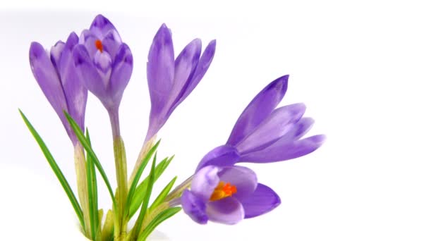 Timelapse blooming crocuses — Stock Video