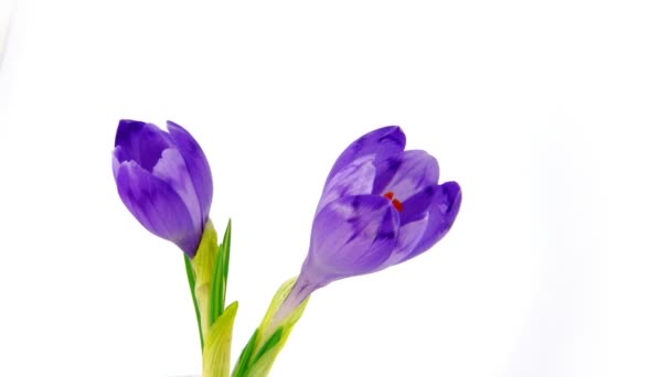 Two timelapse blooming crocuses — Stock Video