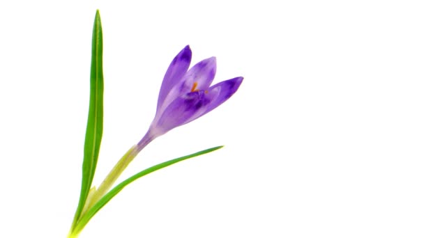 Crocus florescendo Timelapse — Vídeo de Stock