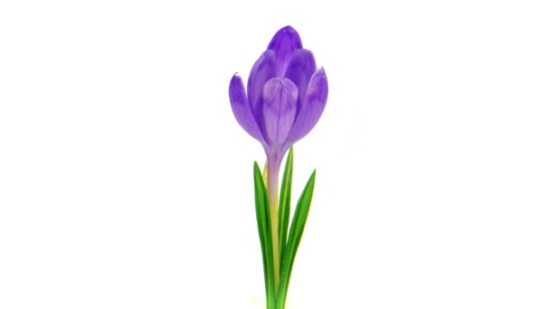 Fleur de crocus timelapse 