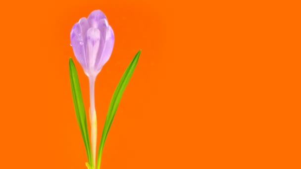 Fleur de crocus timelapse — Video