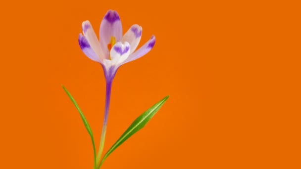 Crocus florescendo Timelapse — Vídeo de Stock