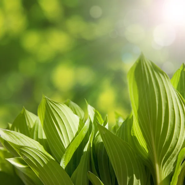 Hojas verdes en la mañana soleada primavera — Foto de Stock