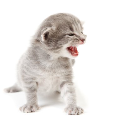 Yavru kedi