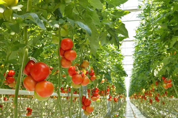 Tomaten — Stockfoto