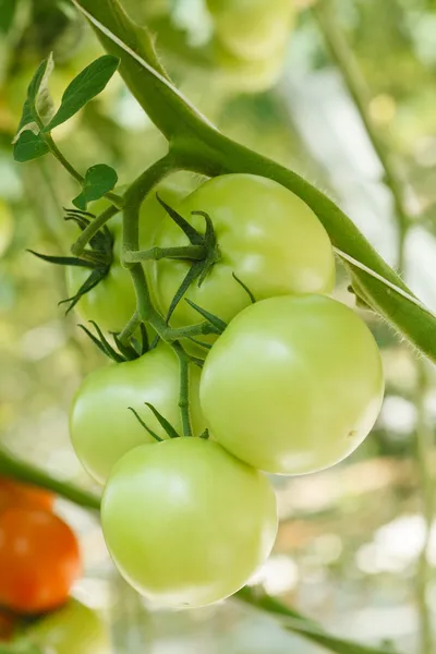 Groene tomaten — Stockfoto