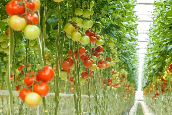 Tomaten lizenzfreie Stockbilder