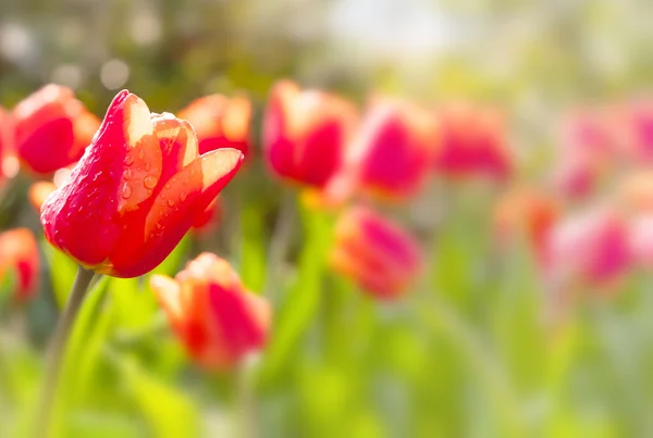 Rode tulpen — Stockfoto