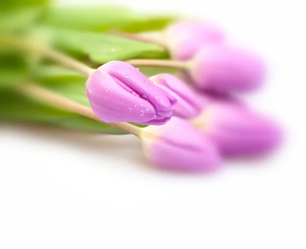 Violet Tulips — Stock Photo, Image