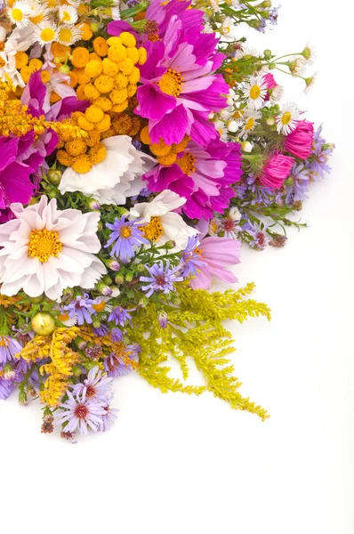 Wilde Sommerblumen — Stockfoto