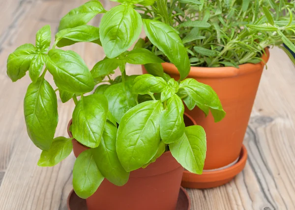 Potted Herbs - Basil and Rosemary — Stock Photo, Image