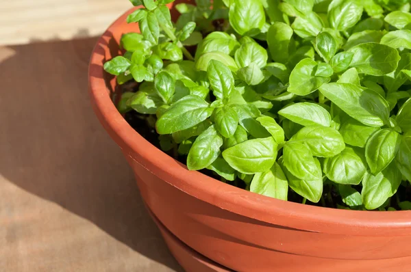 Albahaca en maceta — Foto de Stock