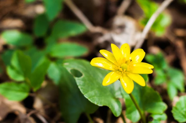 Nahaufnahme der gelben Blume — Stockfoto