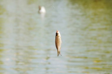 Bir kanca üzerinde gümüş küçük balık