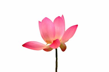 Lotus çiçeği.
