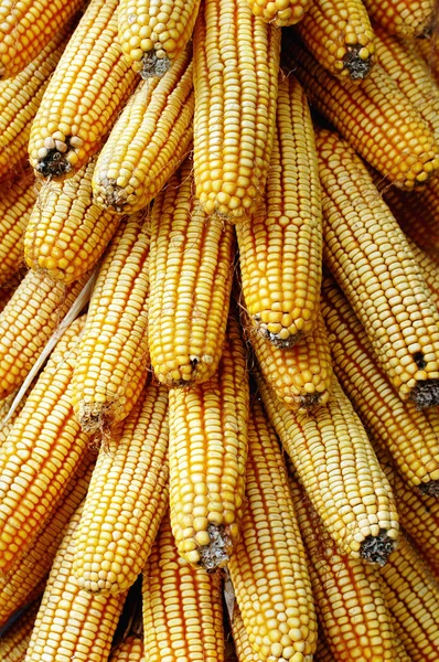 Mucchio di pannocchie di mais — Foto Stock