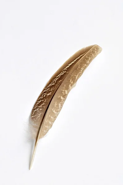 Feather — Stock Photo, Image