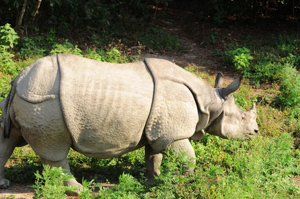 Nosorożca w Nepalu — Zdjęcie stockowe