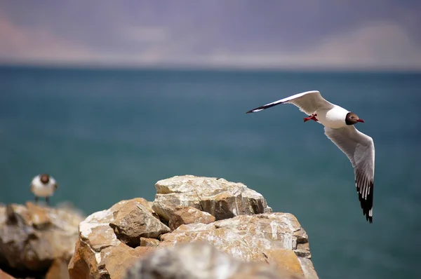 Seagull flying over a beach — Stock Photo, Image