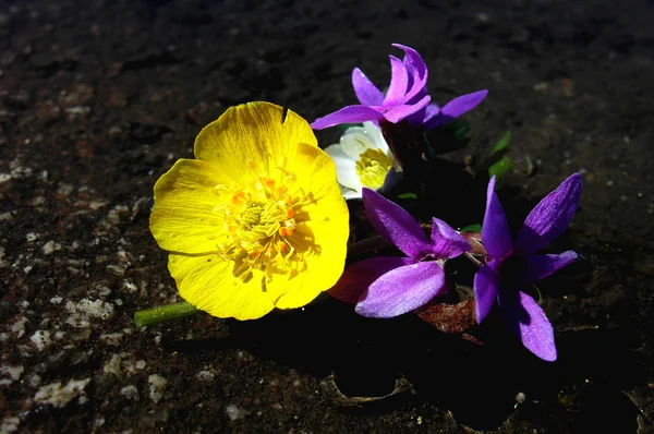 Wild flowers — Stock Photo, Image