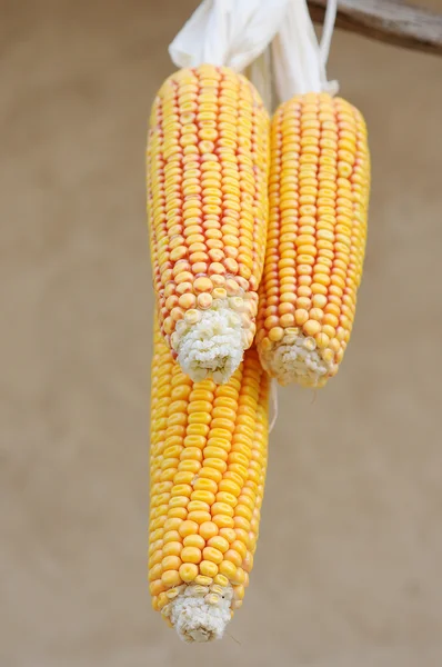 Качанів кукурудзи — стокове фото