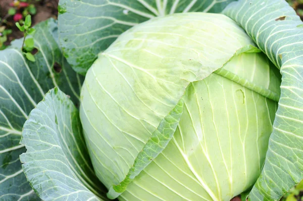 Cabbage — Stock Photo, Image