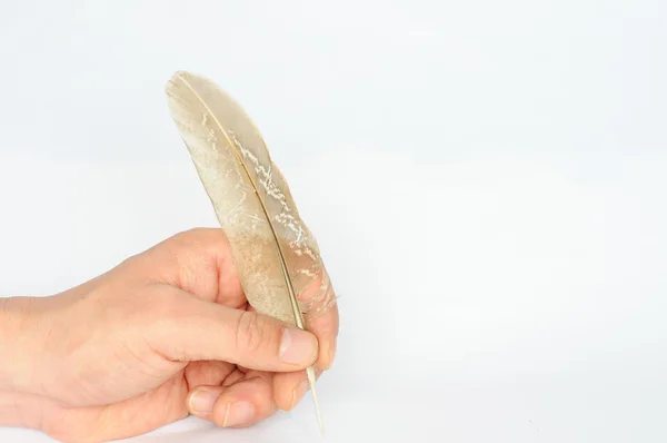 Writing with a piece of feather — Stock Photo, Image