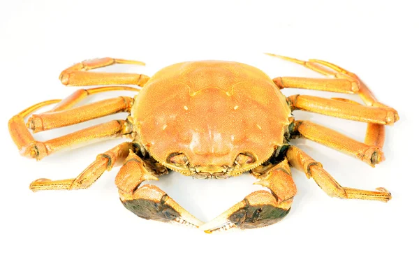 Hairy crab Stockfoto