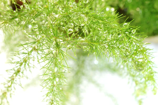 绿色的植物 — 图库照片