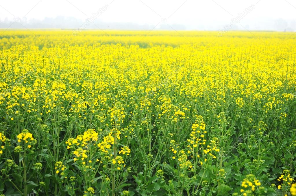 Landscape of blooming rapeseed fields