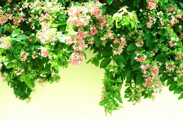 taze çiçek background. güneş ışığı. Bahar arka plan