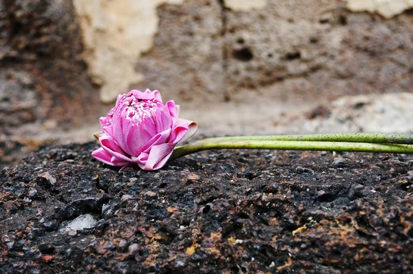 莲花的祷告在素可泰历史公园 — 图库照片
