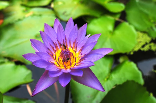 Голубая водяная лилия — стоковое фото