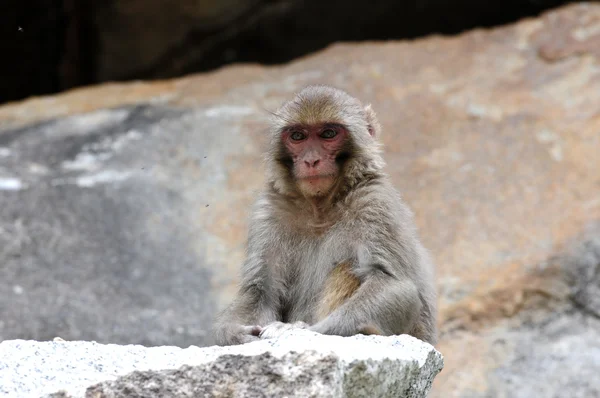 Tibetan monkey single — Stock Photo, Image