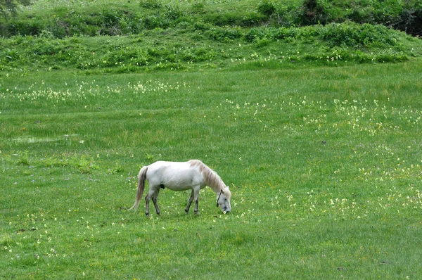 Beyaz at çim yeme — Stok fotoğraf