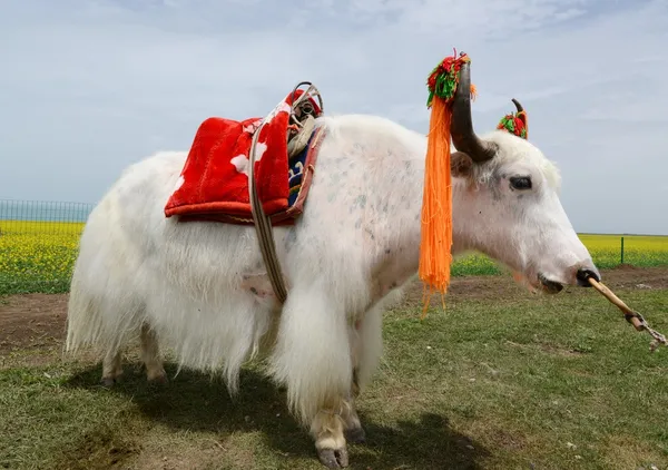 Vit yak på vall-och betesmark — Stockfoto