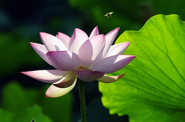 Lótus flor e planta — Fotografia de Stock