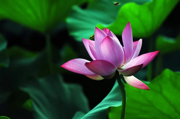 Lotus blommor och växter — Stockfoto