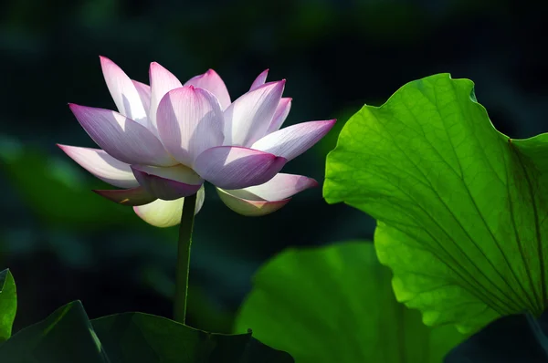 Flor de loto y planta — Foto de Stock