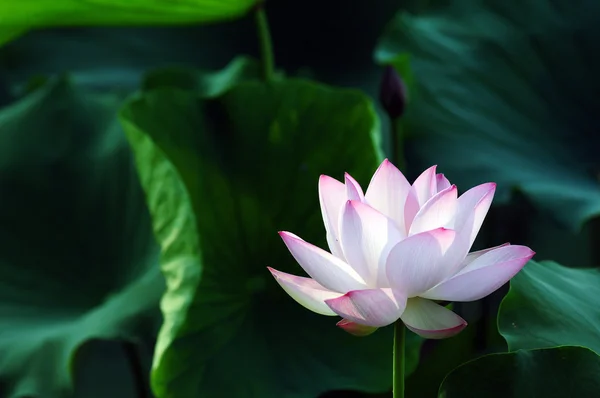 Flor de loto y planta — Foto de Stock